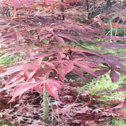 【山西日本紅楓基地批發(fā)】-