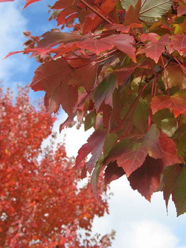 米國出差三周紀(jì)實(shí)