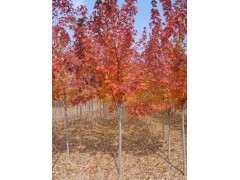 大批量低價供應(yīng)紅楓,美國紅楓,日本紅楓,嫁接紅楓規(guī)格齊全|喬灌木|綠化苗木|供應(yīng)信息|597苗木網(wǎng)