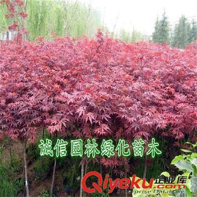 紅楓樹 紅楓樹苗 紅楓苗 紅楓盆景 日本紅楓樹 日本紅楓樹苗-沭陽縣誠信園林綠化苗木基地提供紅楓樹 紅楓樹苗 紅楓苗 紅楓盆景 日本紅楓樹 日本紅楓樹苗的相關(guān)介紹、產(chǎn)品、服務(wù)、圖片、價格沭陽縣誠信園林綠化苗木基地、喬木;苗木