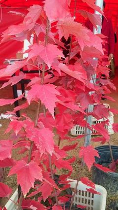 4公分紅楓價(jià)格-銀杏基地紅楓價(jià)格-紅楓價(jià)格(查看)