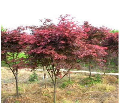 紅楓樹苗美國中國庭院盆栽日本紅楓 好評好店