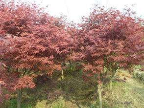 瀏陽市柏加璇豐苗圃信息盡在農苗網 第1頁