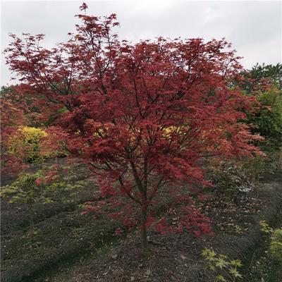 日本紅楓紅舞姬