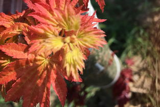 日本紅楓橙之夢 赤金楓引爆彩葉苗木市場