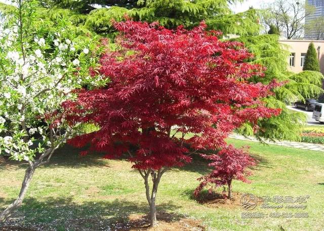 華彩三農(nóng)你分享:日本紅楓、美國紅楓與中國紅楓的區(qū)別!