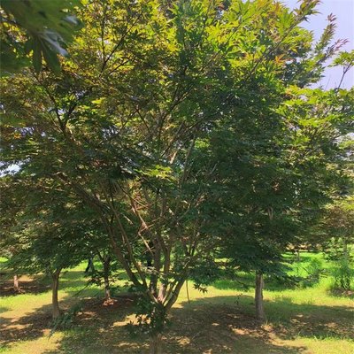 日本紅楓中國紅楓雞爪槭紅楓三季紅觀葉工程樹 根系發(fā)達(dá) 好養(yǎng)易活