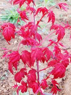 供應(yīng)桓臺日本紅楓,莒南日本紅楓,日本紅楓_傳媒.廣電_世界工廠網(wǎng)中國產(chǎn)品信息庫