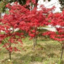 竹柳批發(fā)價(jià)格 竹柳批發(fā)批發(fā) 竹柳批發(fā)廠家 