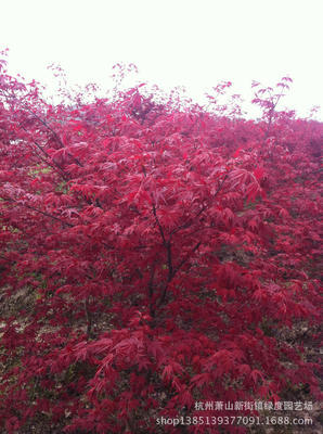 紅楓-中華紅楓采購平臺求購產(chǎn)品詳情