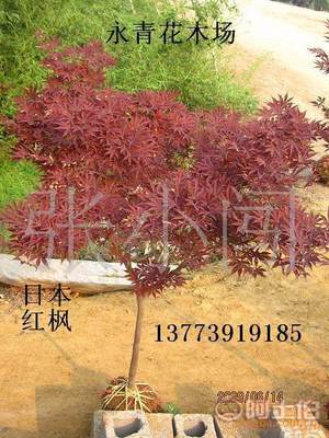 【現貨出售3公分日本紅楓、中國紅楓、基地實物照片、歡迎選購】 - 產品庫 - 沭陽縣永青花木場