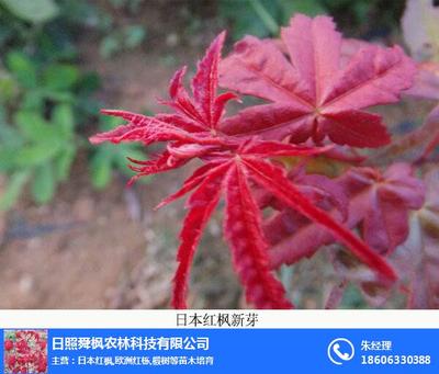 日本紅楓專賣、舜楓農林 在線咨詢 、日本紅楓