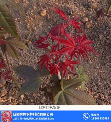 湖北紅葉雞爪槭,舜楓農(nóng)林,紅葉雞爪槭價(jià)格