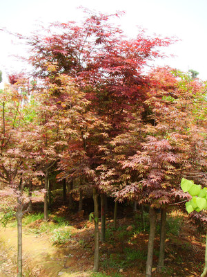 瀏陽佳智苗圃引進(jìn)美國紅楓/日本紅楓 品種經(jīng)過改良 適宜南方生存