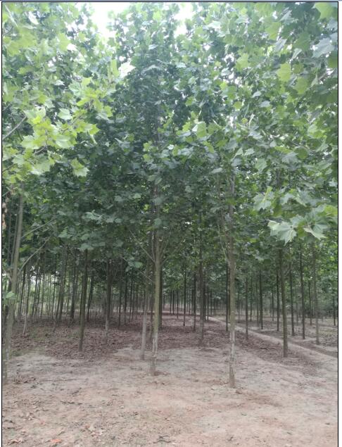 紅楓報價 通園銀杏苗 4公分日本紅楓報價