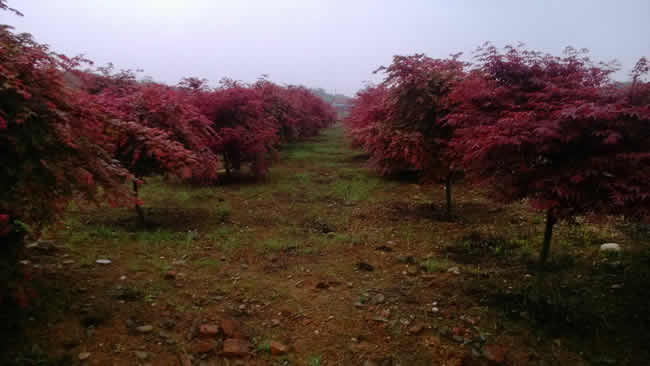 1公分美國紅楓的價格點擊了解更多