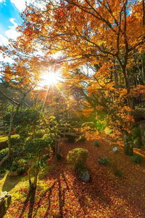 大胡子帶你去攝影 日本紅楓季 7日 奈良 大阪城 嵐山 清水寺 白川鄉(xiāng) 高松 小豆島