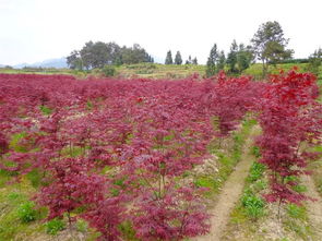 賞紅葉,三季紅楓是一絕,新興景區打造首選
