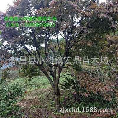 【日本紅楓小苗浙江日本紅楓苗木低價(jià)批發(fā)處理價(jià)格實(shí)惠】新昌縣小將鎮(zhèn)宏鼎苗木場(chǎng) - 產(chǎn)品庫
