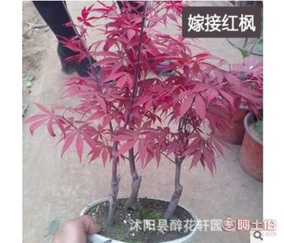 【醉花軒盆栽黃金楓日本紅楓盆景樹樁紅楓盆栽紅楓苗成型盆景苗】沭陽縣醉花軒園藝場(chǎng) - 產(chǎn)品庫