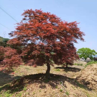 日本紅楓羽毛楓批發(fā) 景觀樹特色羽毛楓苗木種植基地高4m