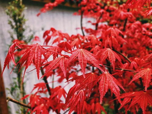 青城山秋日大片來了 庭院溫泉 日式湯屋 紅楓銀杏泡香湯