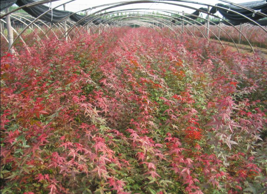 紅楓小苗_農(nóng)副產(chǎn)品欄目