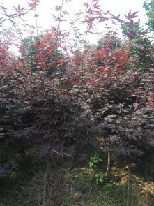 新村綠化日本紅楓 紅 不褪,黃金槐 色 不衰