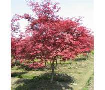 【恒昌種業(yè)美國紅楓樹苗紅點(diǎn)紅冠秋火焰小苗嫁接日本紅楓小苗紅舞姬四季紅楓苗】鹽城市亭湖區(qū)城西恒昌花木經(jīng)營部 - 產(chǎn)品庫