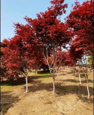 [日本紅楓 批發]山西陽泉郊區楓樹 48.00元/棵日本紅楓 _ 一畝田