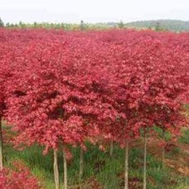 日本紅楓之美 園林藝術中的一抹東方雅韻
