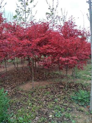 山東青島彩虹谷農場 日本紅楓紅舞姬，僅20元/株，打造園林藝術新境界