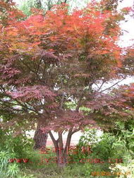 日本櫻花與紅楓小苗 綠化苗木的優(yōu)質(zhì)選擇