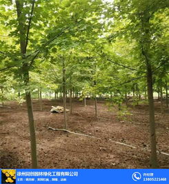 探尋徐州同創(chuàng)園林綠化日本紅楓基地 紅楓勝景的藝術(shù)與產(chǎn)業(yè)