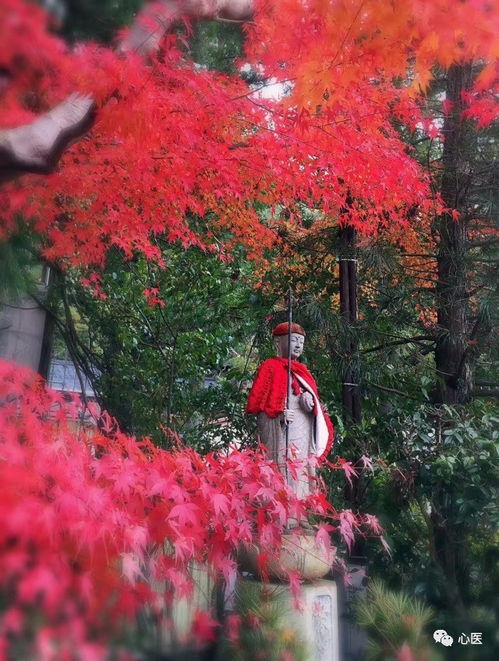 紅楓與白雪的不期而遇 日本游學(xué)紀(jì)行（上）