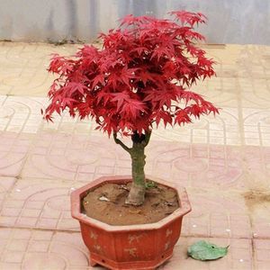 日本紅楓“出猩猩”市場價格解析與選購指南